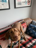 Cozy Canine Contemplates Frame