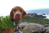 Green Jacket on a Canine Hound