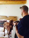 Two Dogs and a Man on a Bed