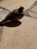 Serenity in the Shadows: A Dove at The Royal Hawaiian