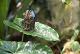 Fluttering Beauty in the California Rainforest