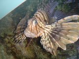 Majestic Lionfish in an Aquarium