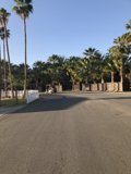 Palm Tree Paradise