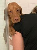 Showering with my furry friend