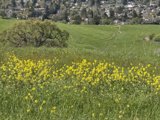 Golden Fields of Lime Ridge