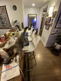 Feline Observer in Contemporary Kitchen