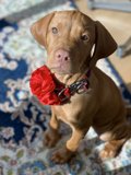 Fashionable Fido
