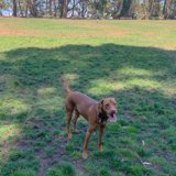 Playful Pup in the Park