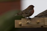 Backyard Companions