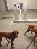 Vizslas at the Intercom