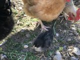 Feathered Friends in the California Sun