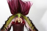 Orchid Blossom