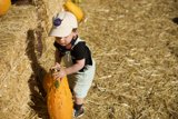 Autumn Harvest: Wesley's Pumpkin-Picking Adventure