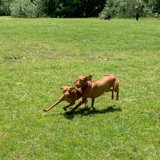 Playful Pups in Pine Lake Park