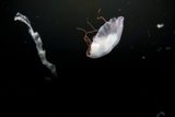 Delicate Dance of the Deep