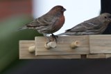 Chirping Companions