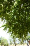 Tree Talk