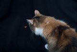 Feline Curiosity