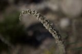 The Delicate Flowers of the Desert