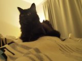 Regal Feline Relaxation