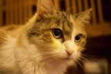 Feline Gaze