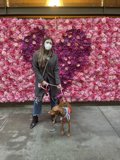 Walking with My Canine Companion