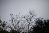 Silhouette of 16 Blackbirds Perched on a Wintry Tree
