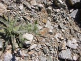 Nature's Resilience