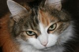 Green-Eyed Manx Cat
