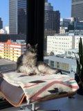Urban Cat