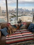 Cozy Companions