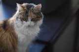 Calico Cat on the Table