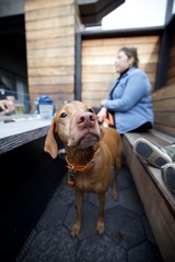 Curious Dog Looking Up in Modern Cafe