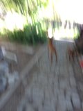 Blurry Canine on Path