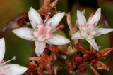 Flora in Bloom