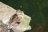 Mallard Duck on Rocks by the Pond