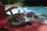 Feline Chill by the Pool
