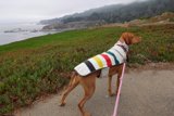 Colorful Vizsla on a Beach Walk