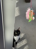 Inquisitive Manx cat explores toy on the floor