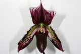 Purple and White Orchid Blossom