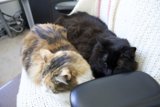 Feline Friends on the Cozy Couch