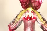 Orchid Beauty