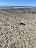 Playful Pup on the Golden Shores
