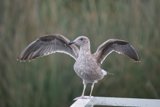 Dance of Wings at Lake Merced
