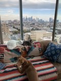 Furry Friends on the Couch