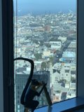 Monkey in the Metropolis