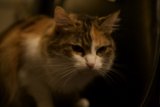 Nighttime Calico Cat Comfort