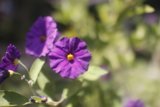 Vibrant Geraniums under the California Sun