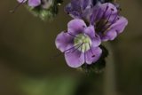 Majestic Purple Geraniums