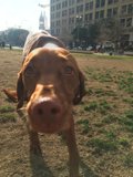 Park Pup